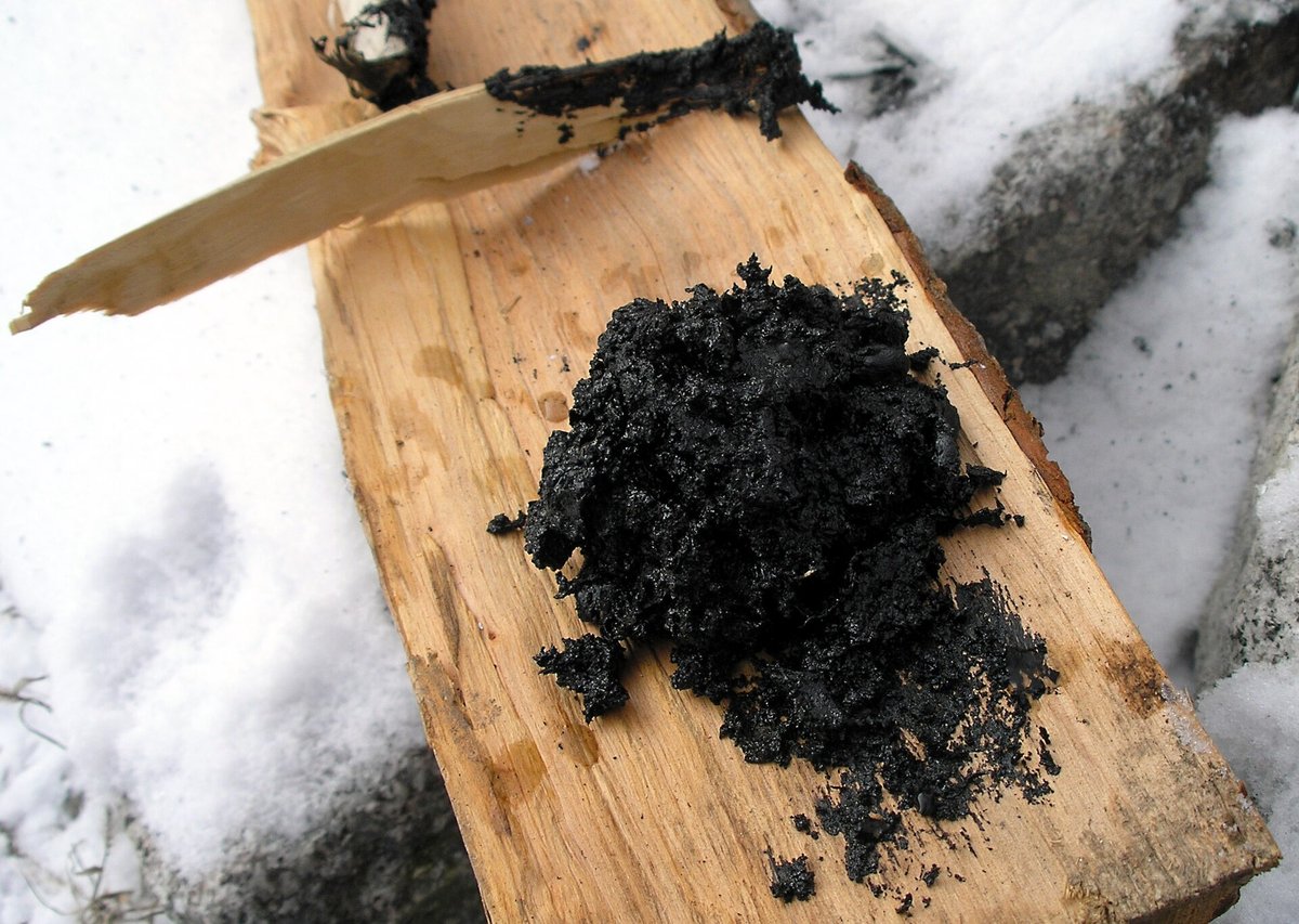 Morceaux de brai de bouleau noir et brillant obtenus expérimentalement