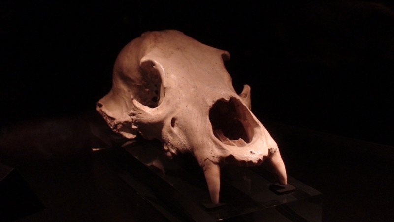 Crâne de carnivore du site d'Atapuerca, province de Burgos, Espagne