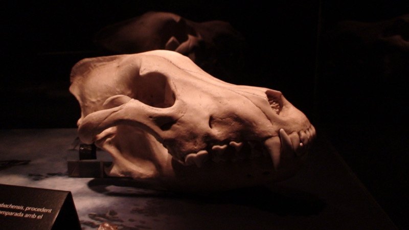 Crâne d'hominidé provenant du site d'Atapuerca, Sierra de Atapuerca
