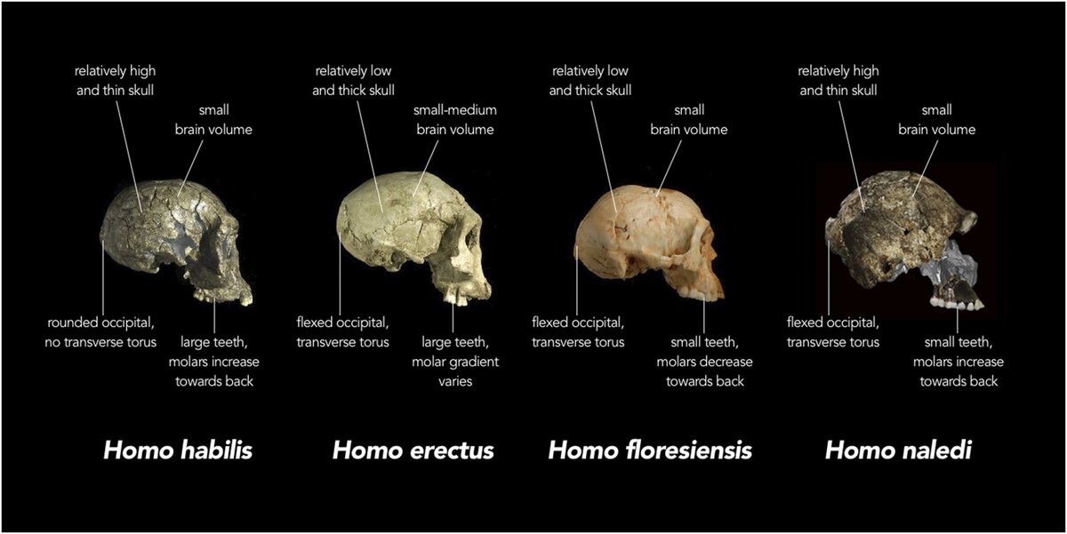 Crâne fossile d'Homo erectus de Dmanisi, en Géorgie