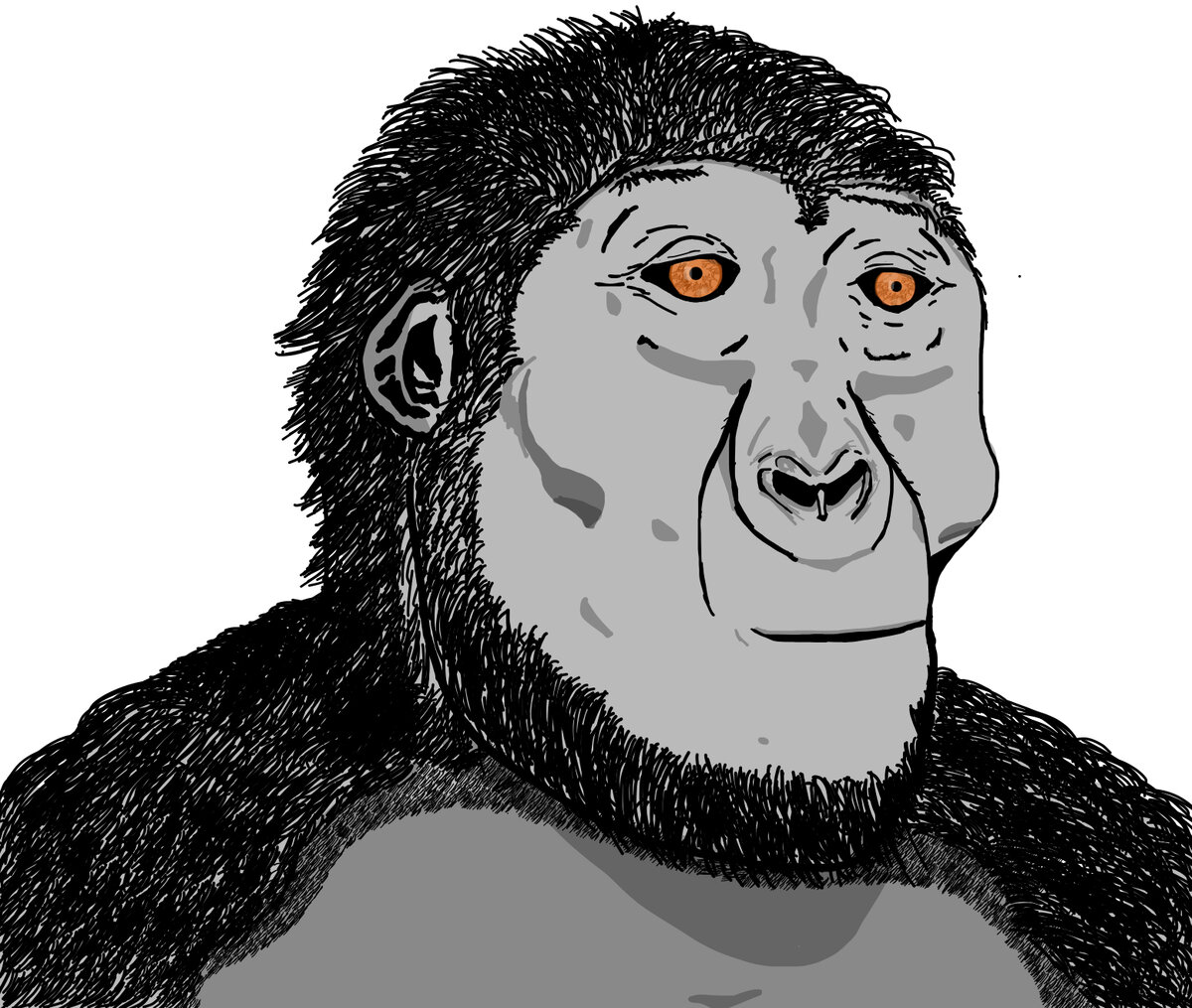 Crâne de Paranthropus robustus, hominine robuste à grosses molaires