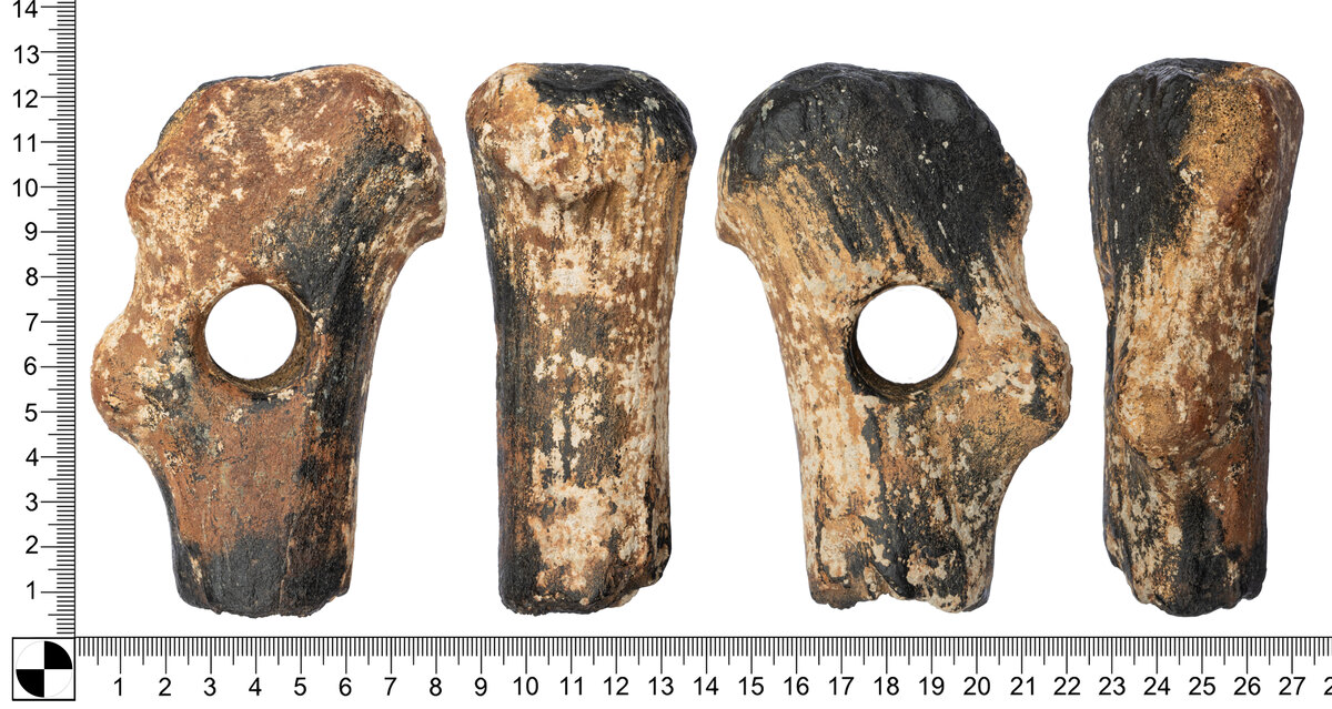 Hache mésolithique en bois de cerf avec son manche de bois dégagée du sédiment lors d'une fouille