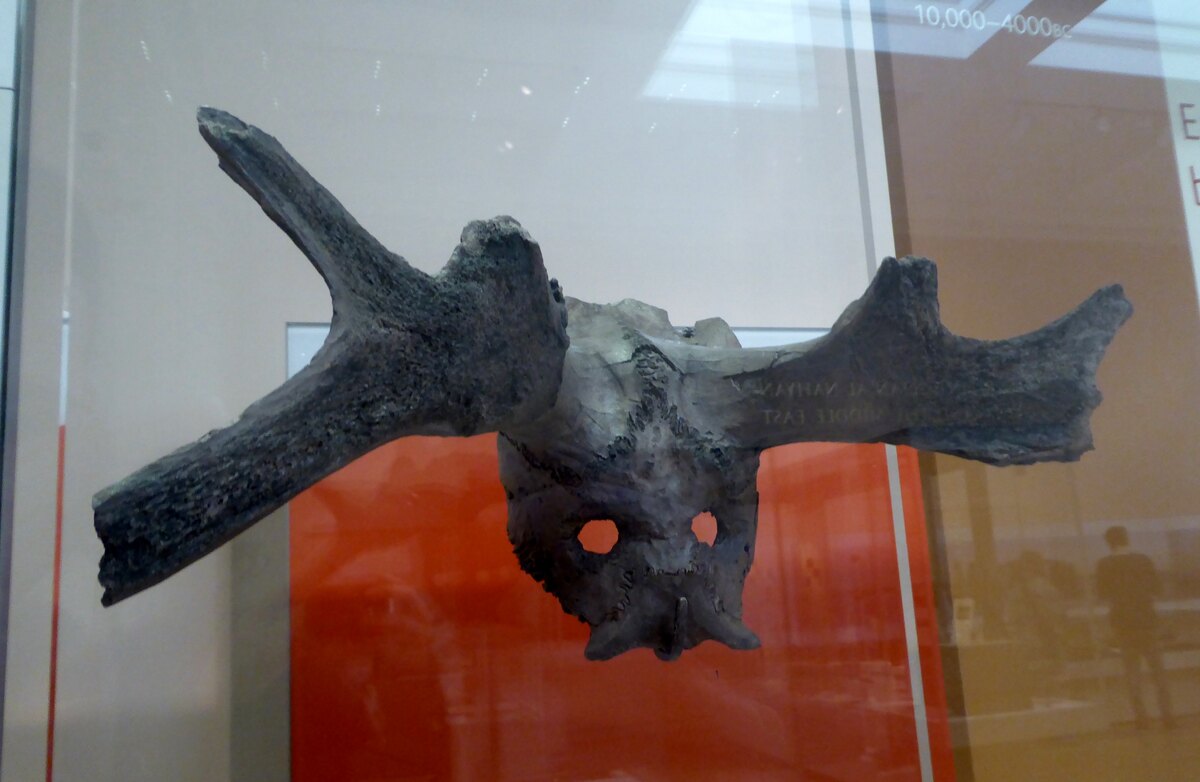 Site mésolithique humide de Star Carr en Angleterre, connu pour la conservation du bois et du bois de cerf
