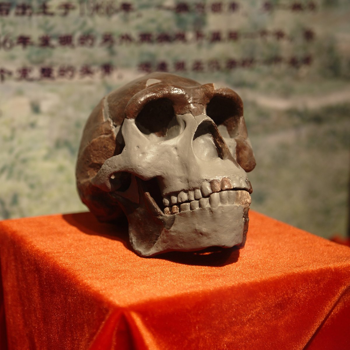 Reconstitution d'un crâne de l'Homme de Pékin exposée dans un musée