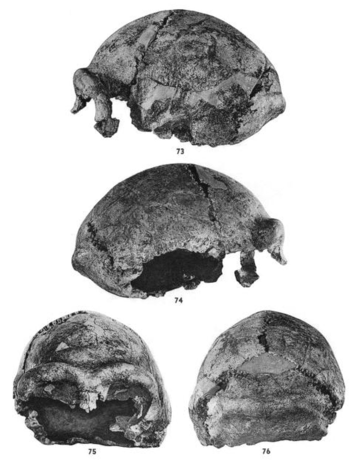 Photographie ancienne du crâne XII de Sinanthropus de Zhoukoudian vu de profil
