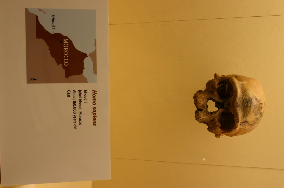 Reconstitution du visage d'un Homo sapiens archaique au front fuyant et au visage large
