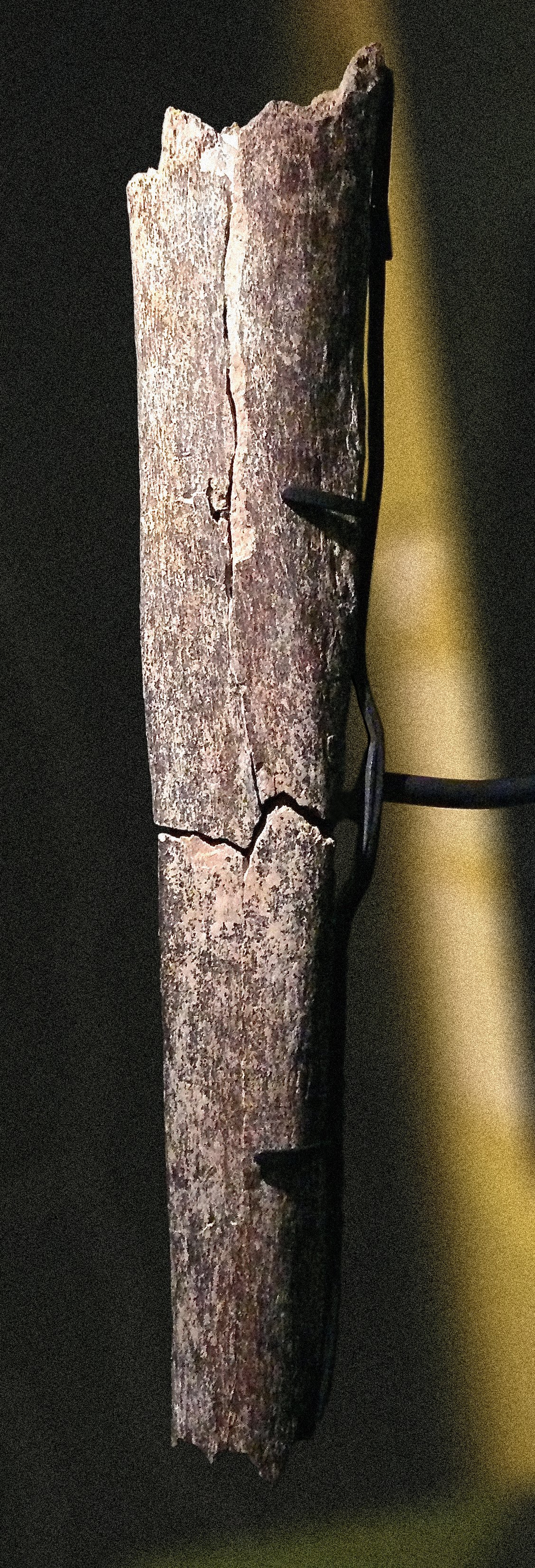 Tibia humain de Boxgrove, Homo heidelbergensis