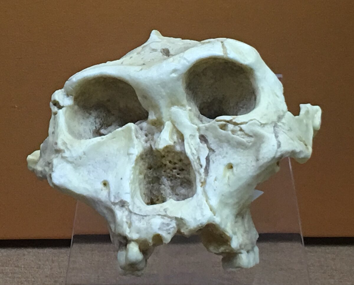 Moulage de crâne de Paranthropus robustus montrant de larges molaires et des mâchoires épaisses