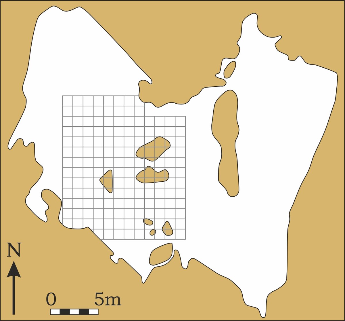 Bassin, fémur et tibia fossiles de Paranthropus robustus disposés en connexion anatomique
