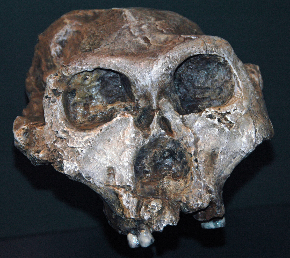 Crâne fossile d'hominidé percé de deux trous correspondant aux canines d'un léopard