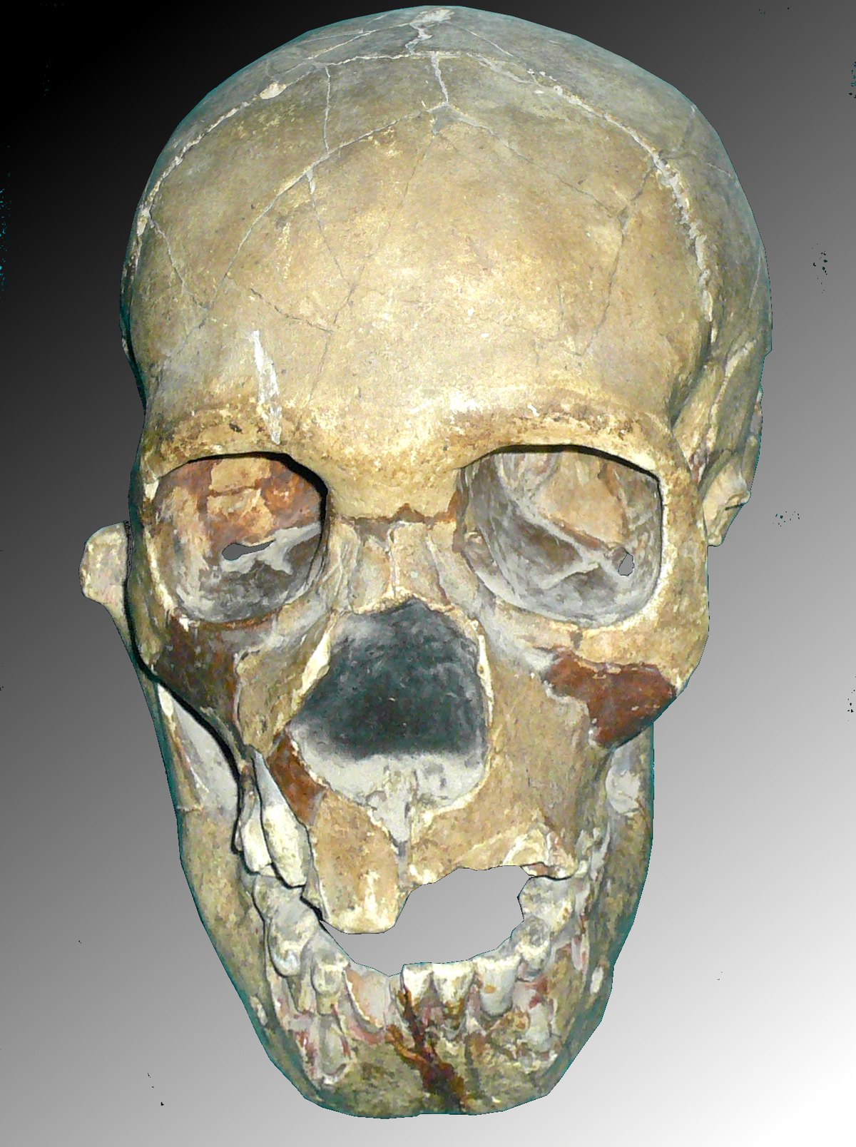 Skull of the Neanderthal child of Teshik-Tash, Uzbekistan