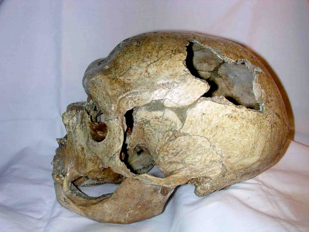 Crane de Neandertalien de La Chapelle-aux-Saints, vue de profil