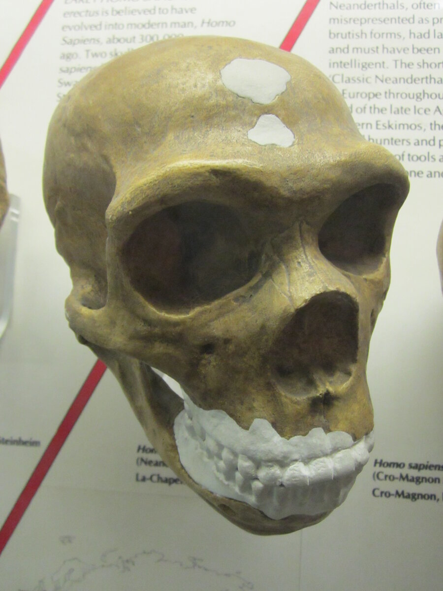 Moulage du crane de Neandertalien, World Museum de Liverpool