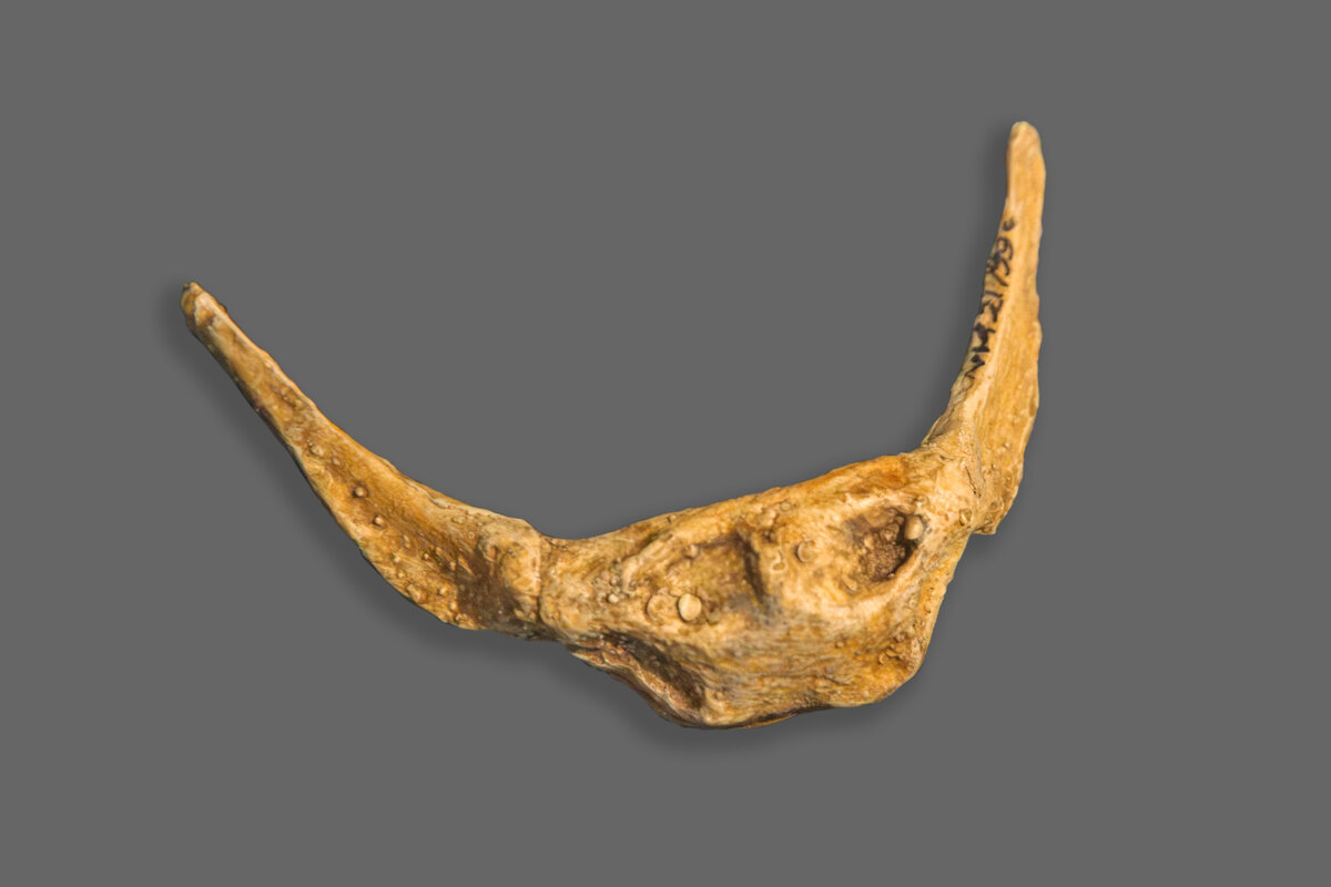 Os hyoide du Neandertalien de Kebara, Israel