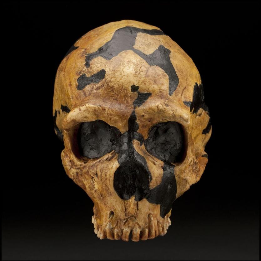 Crane de Neandertalien de la grotte de Shanidar, Irak