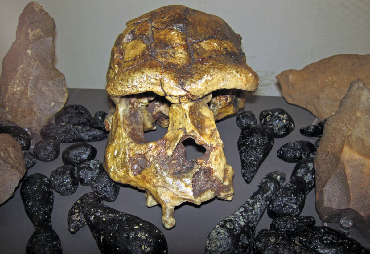 Crane d'Homo erectus fossilise, Pleistocene, Asie du Sud-Est