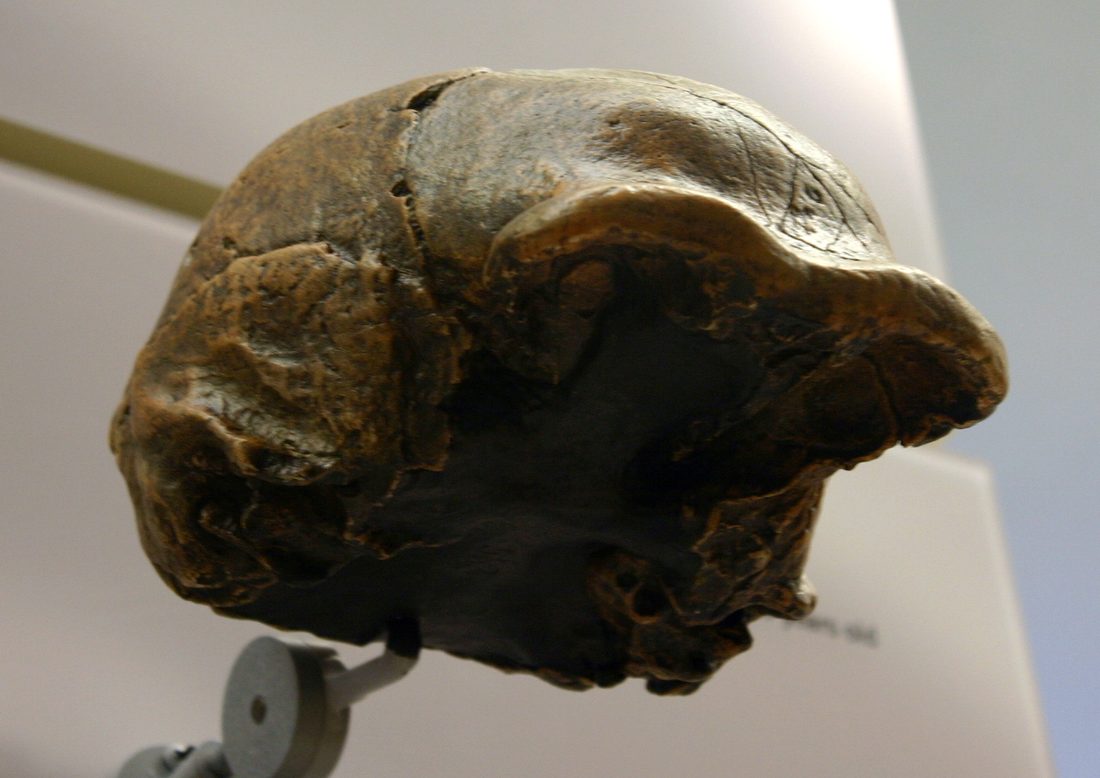 Crâne fossile de l'Homo erectus de Zhoukoudian (Homme de Pékin), moulage