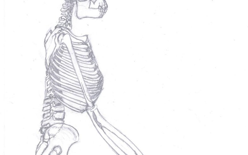 Ardipithecus ramidus : Ardi, aux racines de l'humanité