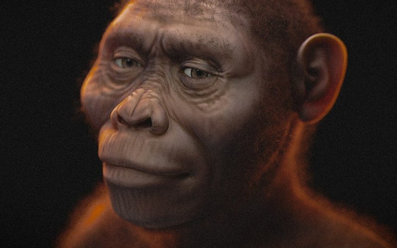 Australopithecus et Paranthropes : Lucy, l'enfant de Taung et les robustes