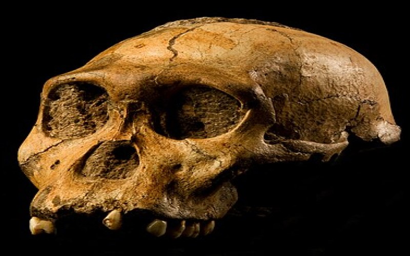 Australopithecus sediba, le chaînon manquant sud-africain ?