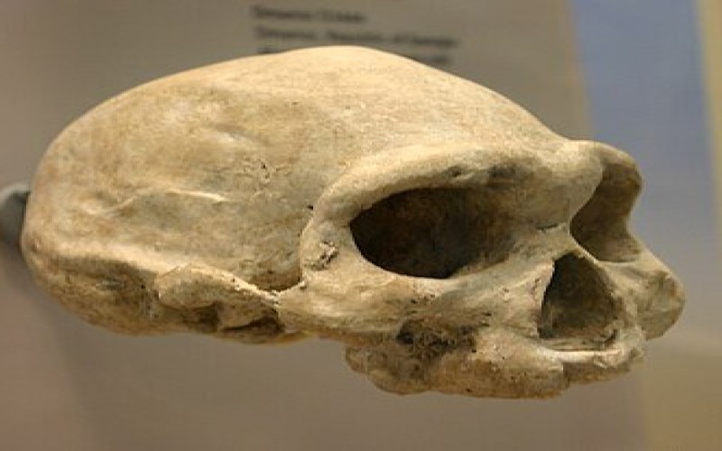 Homo georgicus, le premier homme hors d'Afrique