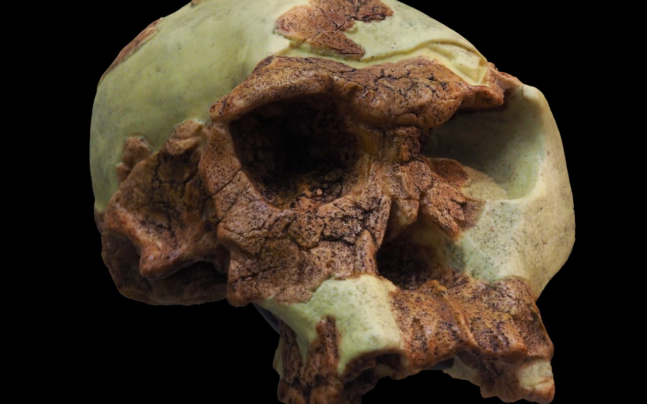 Homo habilis : l'homme habile d'Olduvai et l'industrie oldowayenne