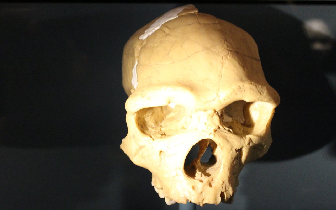 Homo heidelbergensis : l'ancetre commun des Neandertals et de l'Homo sapiens