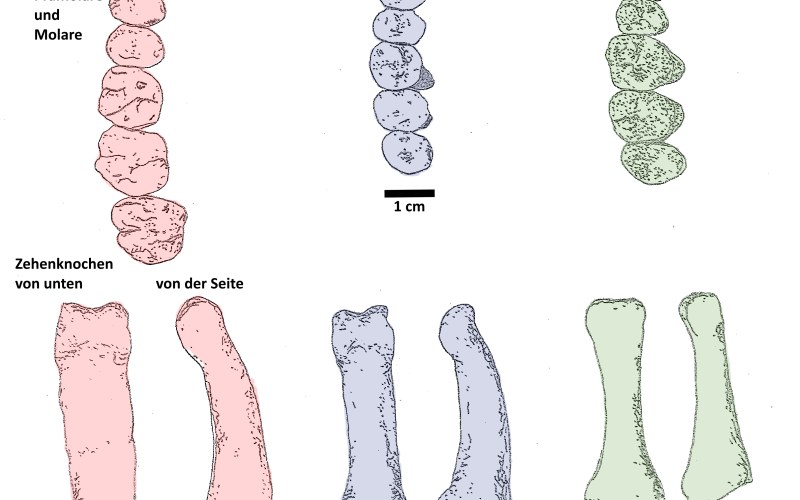 Homo luzonensis : la surprenante espece humaine des Philippines