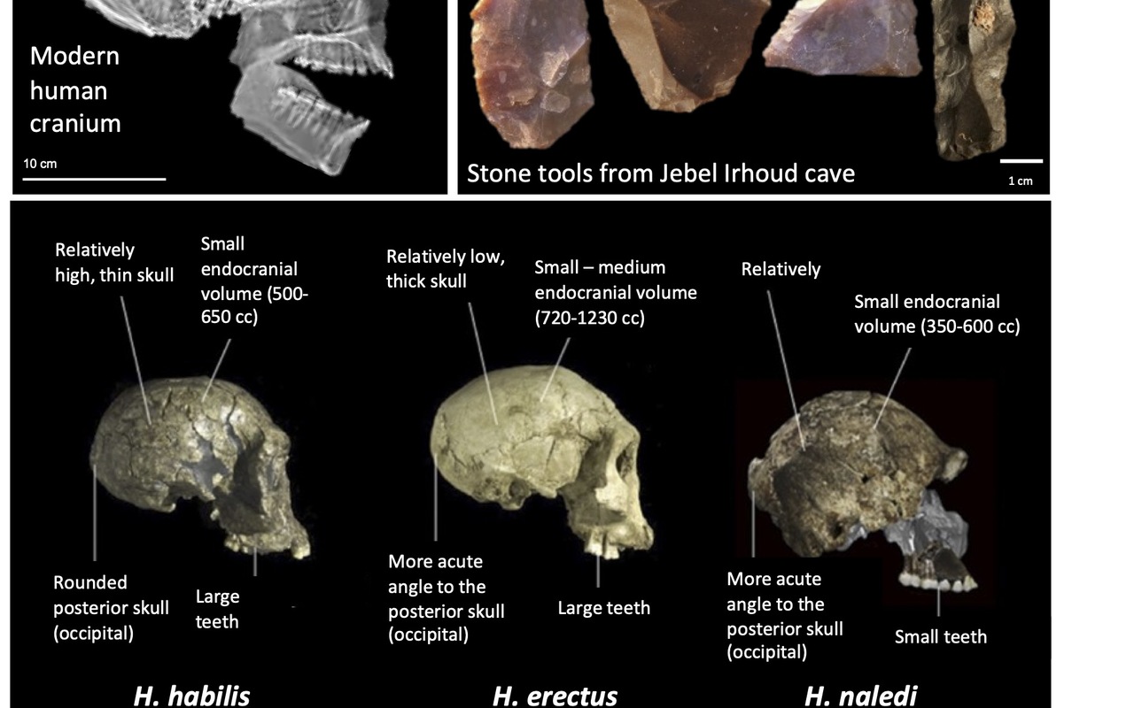 Homo sapiens : 300 000 ans d'histoire, des origines africaines au monde entier