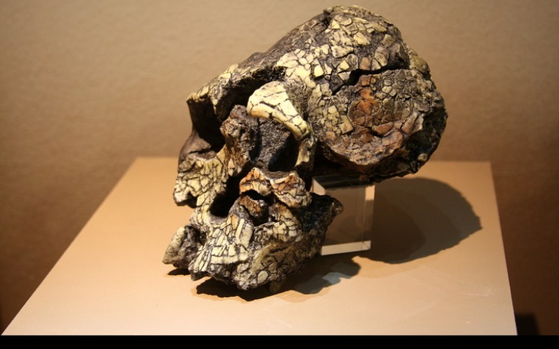 Kenyanthropus platyops : le visage plat qui rebat les cartes du Pliocène