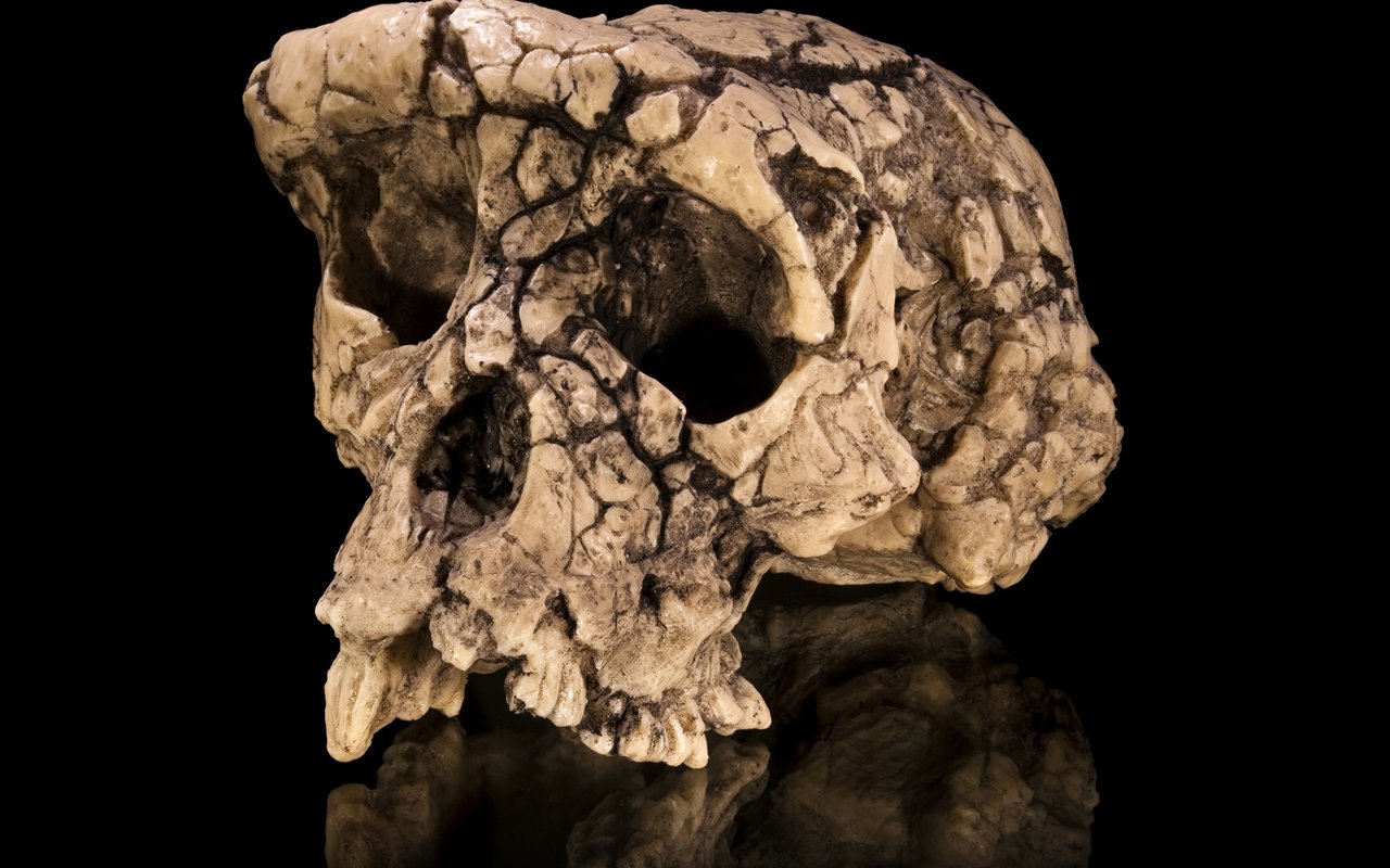 Premiers hominines : de Toumai aux Ardipithecines, 7 millions d'annees d'evolution