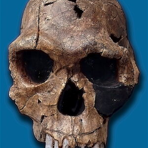 Homo habilis
