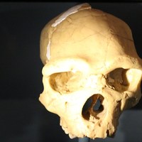 H. heidelbergensis