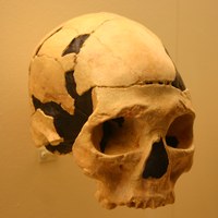 Homo sapiens
