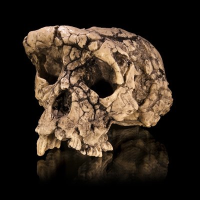 Premiers hominines