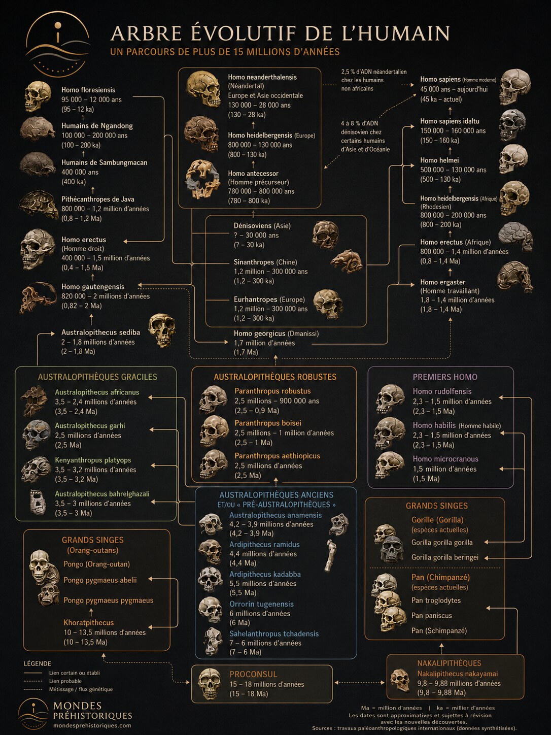 Arbre evolutif de l'humain : 15 millions d'annees d'evolution, des pre-australopitheques a Homo sapiens