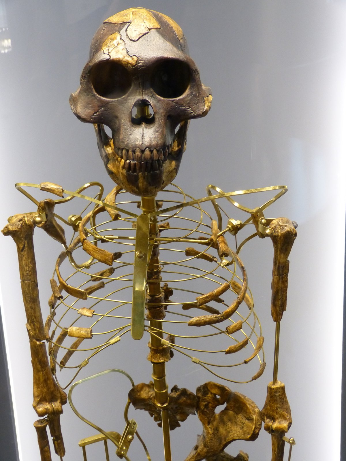 Australopithecus afarensis Lucy skeleton replica museum