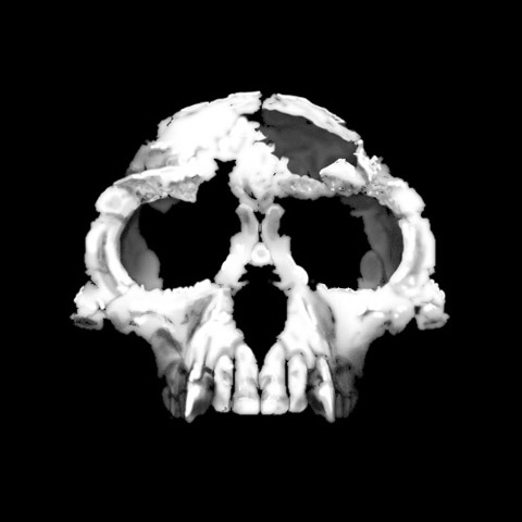Fragments fossiles d'Ardipithecus ramidus du site d'Aramis