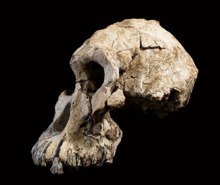 Fossile Australopithecus anamensis mandibule