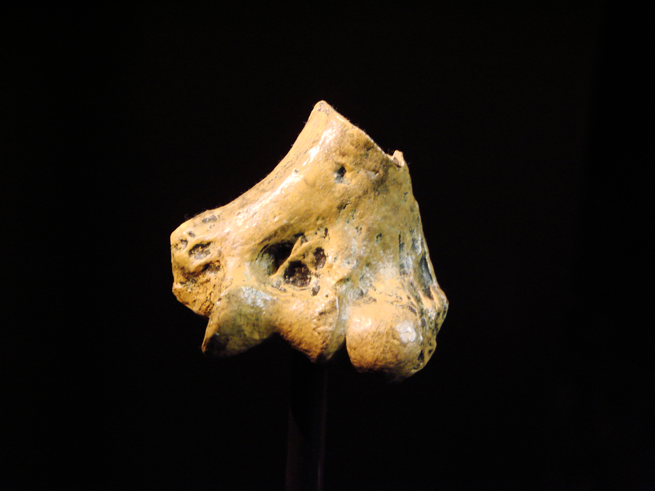 Australopithecus anamensis os fossile specimen