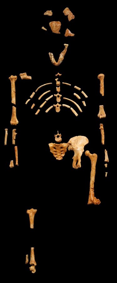 Australopithecus afarensis Lucy ancestre ligne humaine