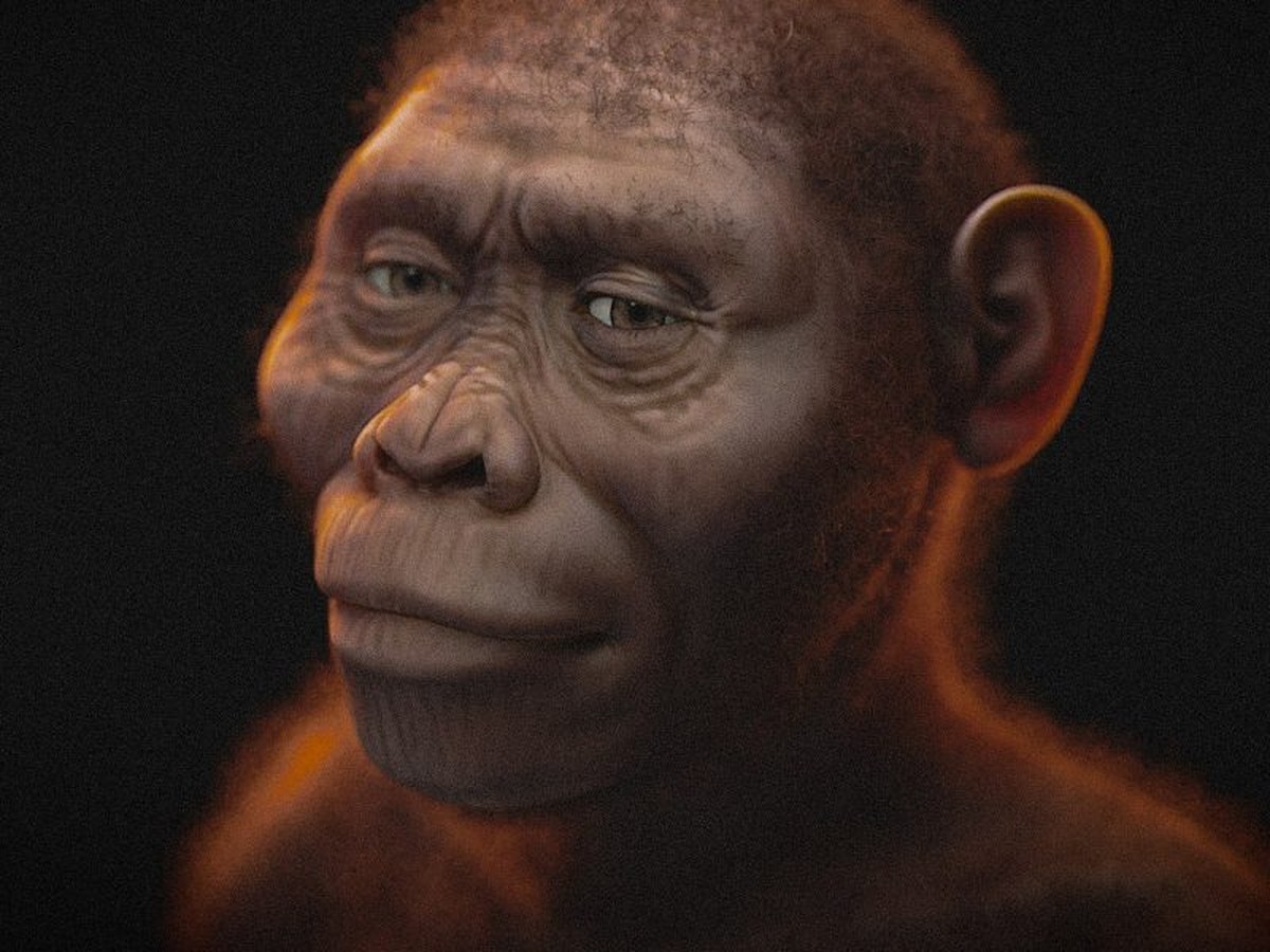 Reconstruction of Australopithecus afarensis, the species of Lucy
