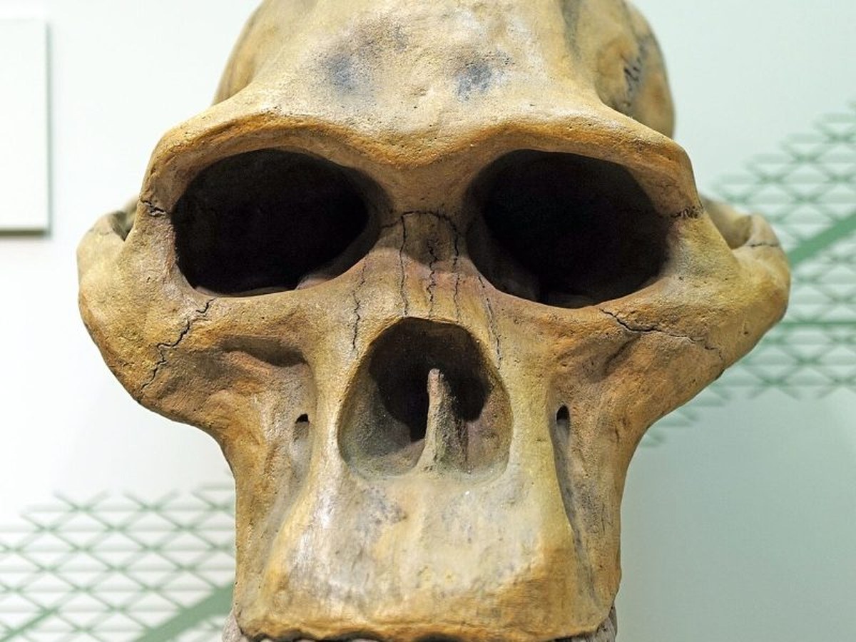 Facial reconstruction of Australopithecus africanus
