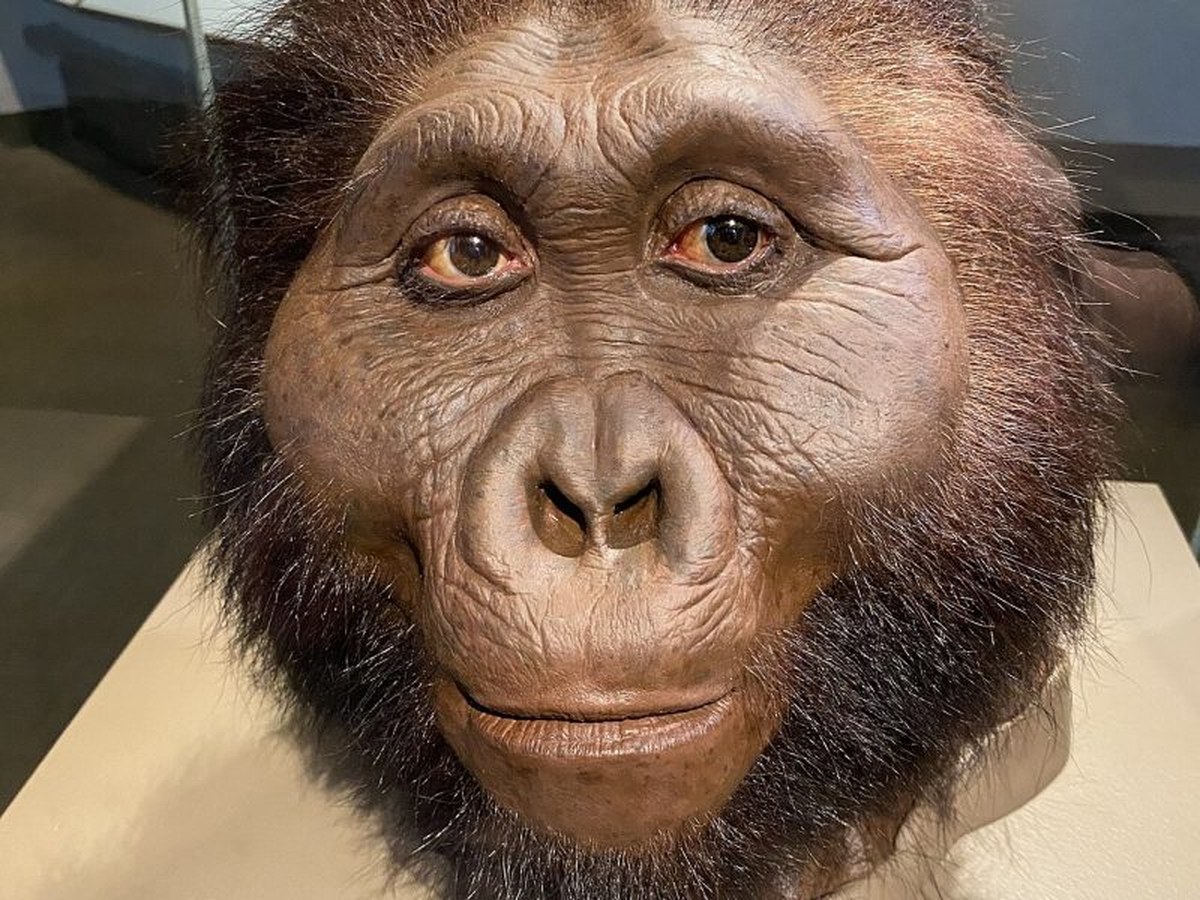 Reconstruction of Paranthropus boisei, the Nutcracker Man