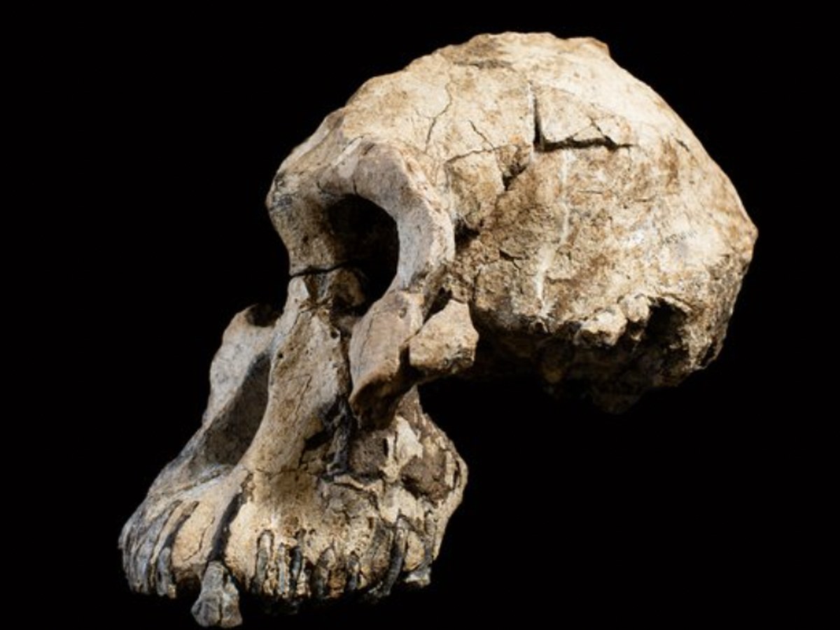 Reconstruction of Australopithecus anamensis, the oldest known australopithecine