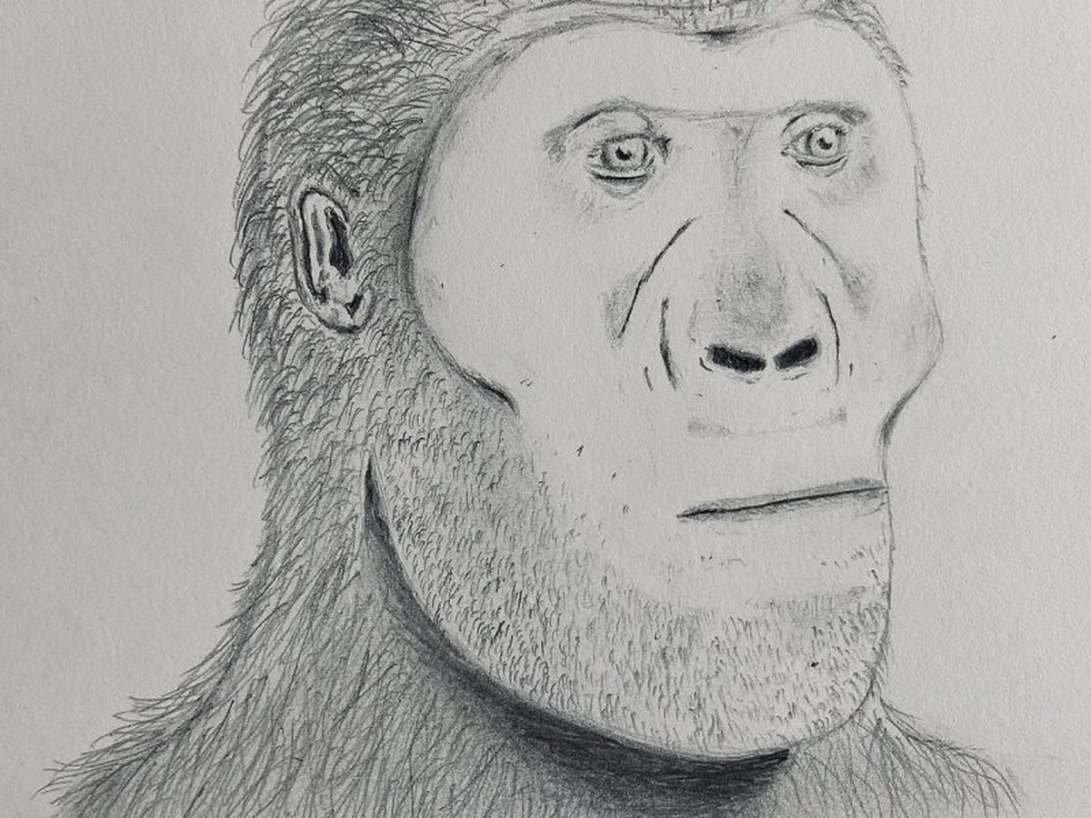 Reconstruction of Paranthropus robustus, the robust australopithecine of South Africa