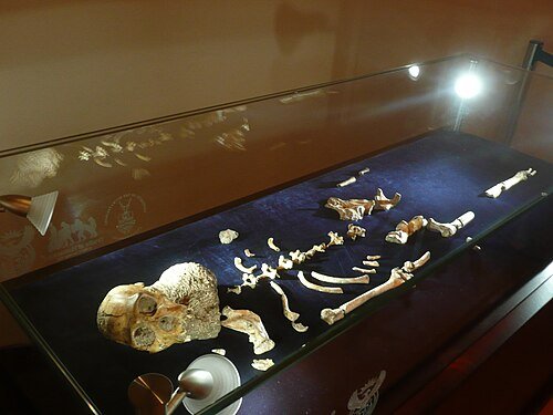 Crane MH1 Australopithecus sediba expose Maropeng