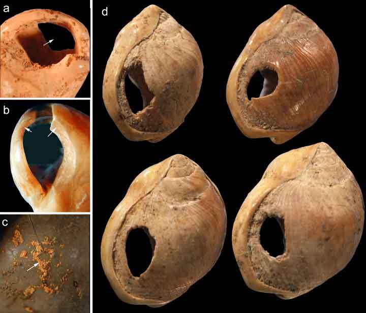 Pierced marine shells interpreted as prehistoric ornaments