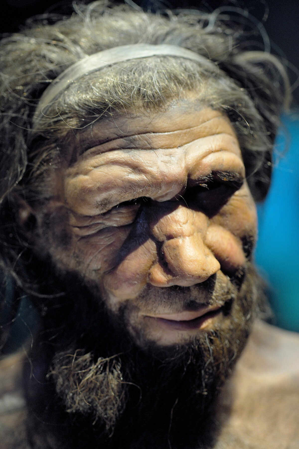 Reconstitution d'un homme de Néandertal, évoquant les crânes de Biache-Saint-Vaast