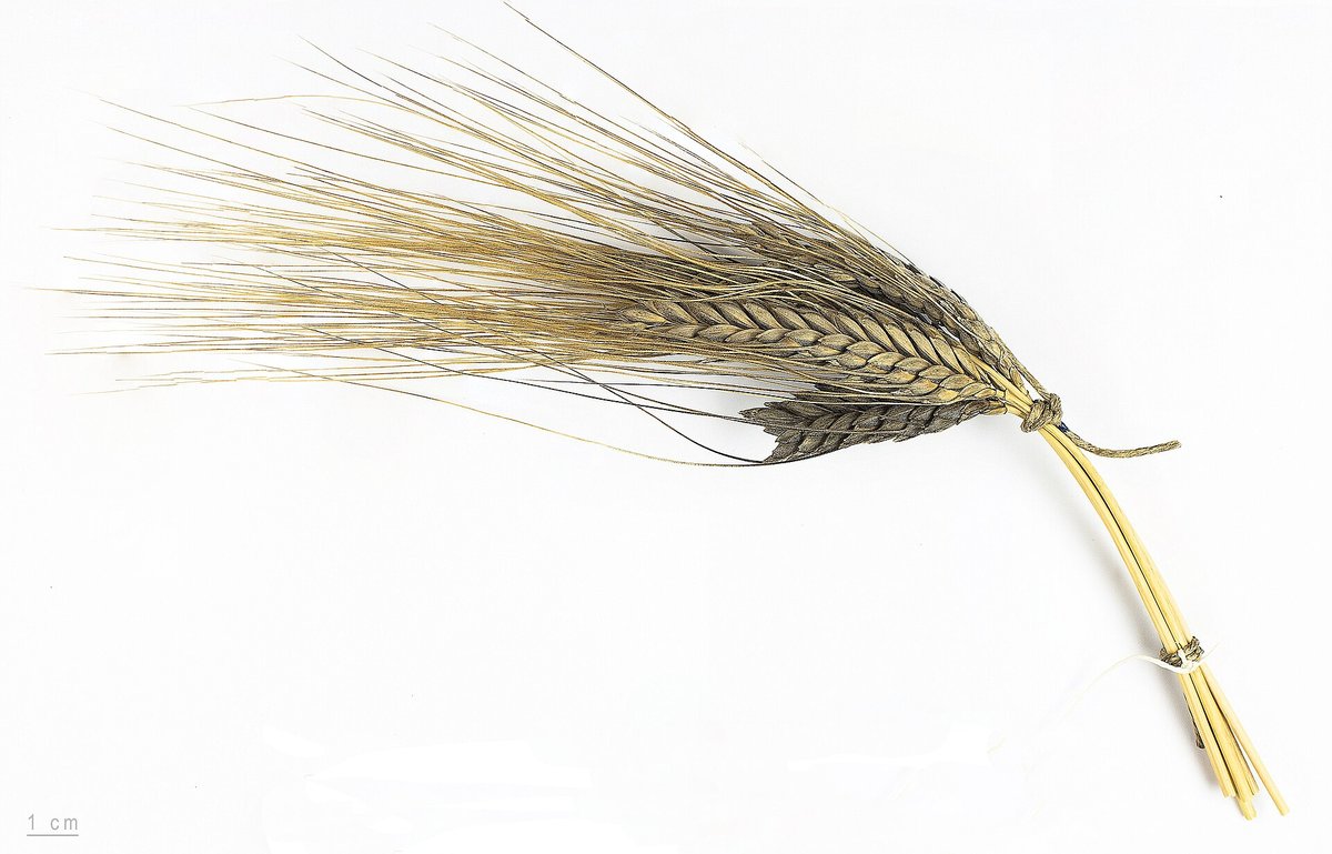 Épi et grains d'amidonnier, blé vêtu cultivé depuis le Néolithique